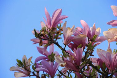 Doğal arka plan konsepti. Pembe manolya dalı. Magnolia ağacı çiçek açar..