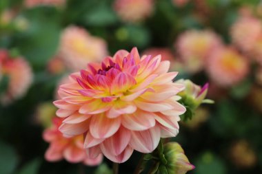 Pembe, sarı ve beyaz yıldız çiçeği yakından.