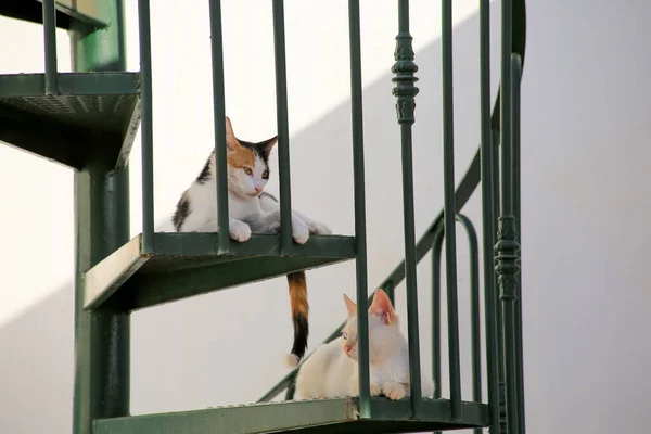 Dos lindos gatos endpannen uno al otro af una escalera de caracol — Foto de Stock
