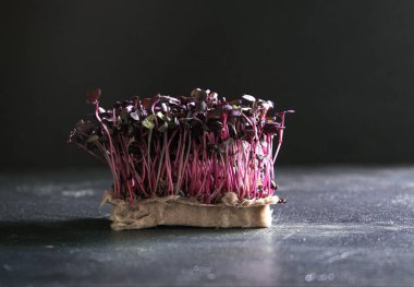 Koyu renkte kırmızı raish teresi, modern yemek.