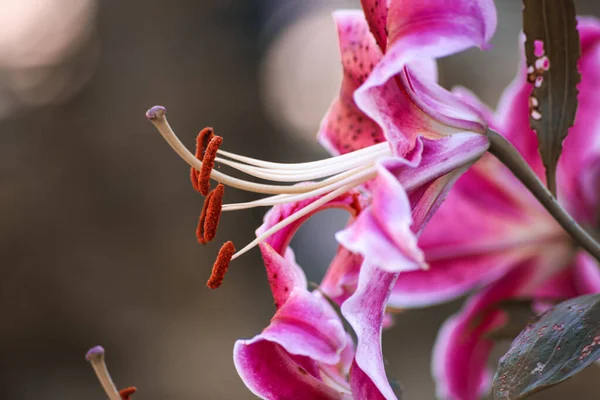 Primer plano de un lirio rosa con fondo no ovino —  Fotos de Stock