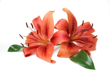 Kırmızı zambak çiçeği. Beyaz arkaplanda izole