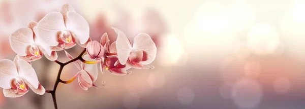 Yaz çiçekli orkideler bokeh arkaplan, pastel ve yumuşak renkler