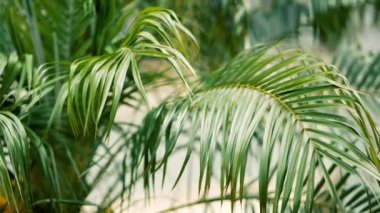 Bereketli palmiye yaprakları rüzgarda hareket eder, kuvvetli bulanıklaşır.