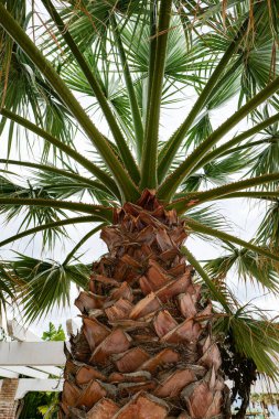 Palmiye ağacı, gövde ve dalların manzarası, alçak bir açıyla yapraklar