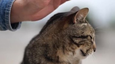 Kediyi bir kadın evcilleştirir.