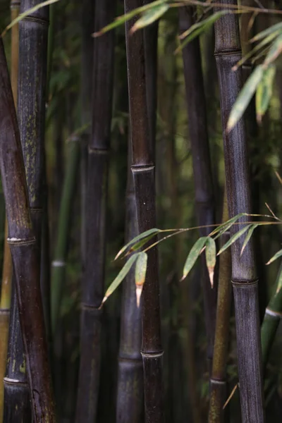 Dark and moody image of green bamboos, dark tone photo — Stock Photo, Image