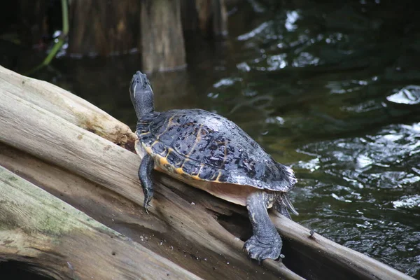 Primer plano de una tortuga que se relaja en el tronco del árbol en agua — Foto de Stock
