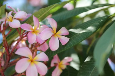 Frangipani çiçekleri güzel Plumeria 'yı kapatır. Yeşil yapraklı Tayland frangipani çiçekleri inanılmaz..