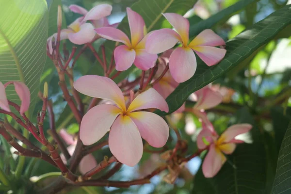 Frangipani květiny Zavřít krásné Plumeria. Úžasné thajské frangipani květiny na zeleném listovém pozadí. — Stock fotografie