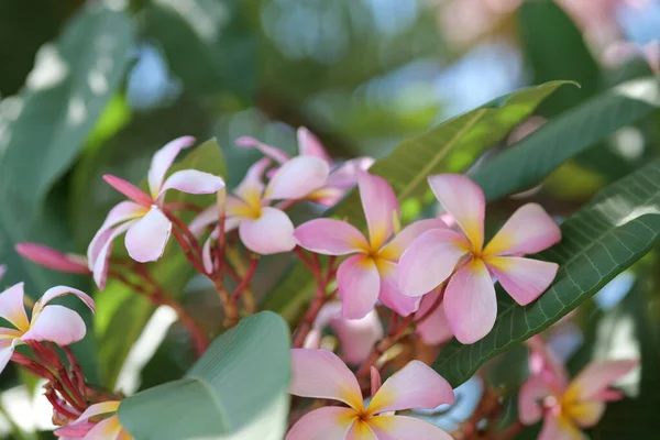 프란 지파 니 꽃들이 아름다운 플 루 메리아 를 덮고 있다. 잎 이 파랗게 깔려 있는 타이의 놀라운 프란 지 파니 꽃들. — 스톡 사진