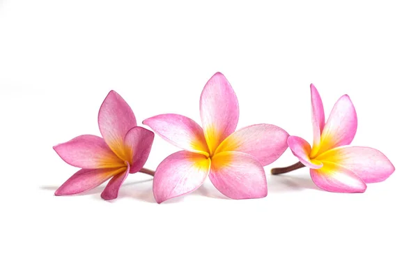 Three Frangipani, Plumeria isolated on white background Royalty Free Stock Images