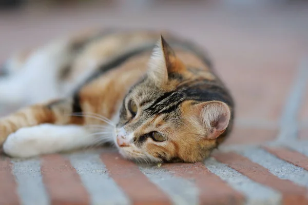 Pequeño manchado gato se encuentra fuera y relaja — Foto de Stock