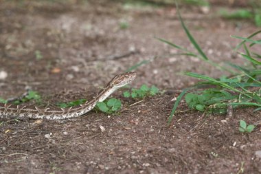 Yılan yerde, yaklaşın.