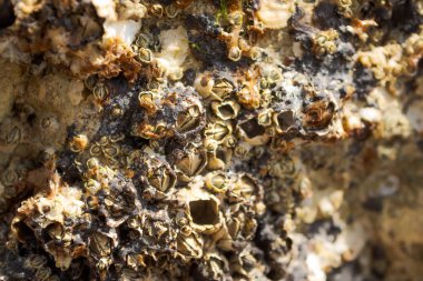 Taşlara bağlı yumuşakçalar ve midyeler, Las Grutas, gündüz