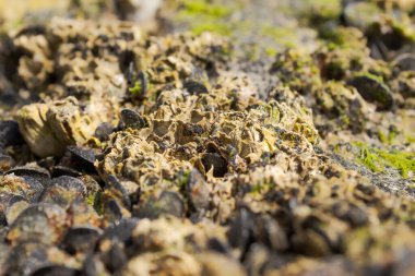 Taşlara bağlı yumuşakçalar ve midyeler, Las Grutas, gündüz