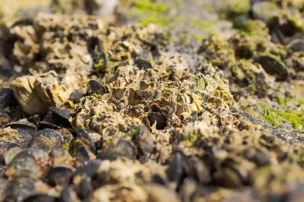 Taşlara bağlı yumuşakçalar ve midyeler, Las Grutas, gündüz