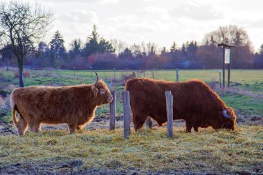 inek birlikte huzurlu otlatma ile limuzin boğa