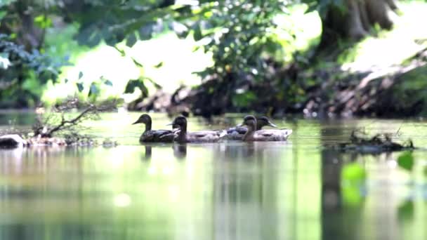Anatre che nuotano nella palude in estate — Video Stock