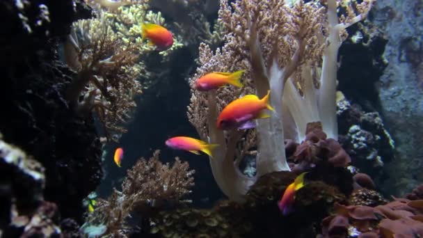 Nices et poissons mélangés colorés dans un grand aquarium — Video