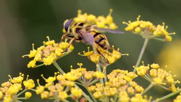 Honigbiene auf Löwenzahnblüte. Videomaterial in Superzeitlupe. High-Speed-Kamerafahrt. voll hd 1920x1080 — Stockvideo