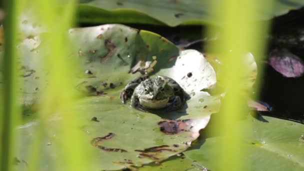 Marsh frog sitting on the green leaves among water lilies on the lake — Stock Video