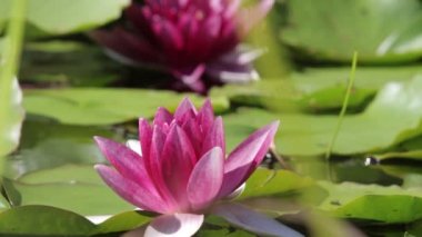 Bir su birikintisi üzerinde pembe nilüferler yansıma