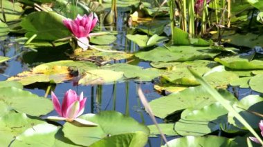 pembe lotus çiçeği güzel, lotus