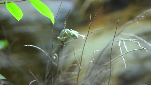 Închiderea unui copil cameleon verde — Videoclip de stoc