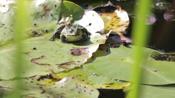 Biene krabbelt auf Frosch — Stockvideo