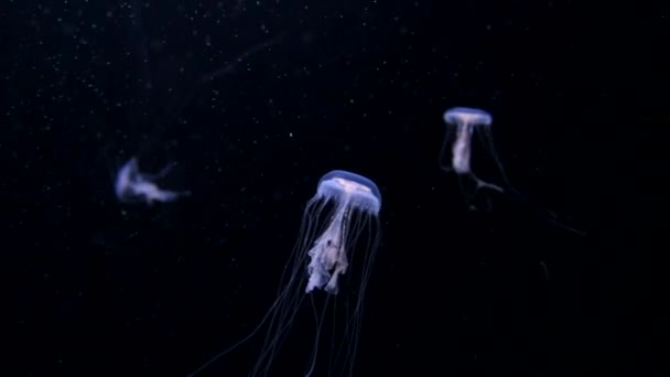 Medusas nadando en el acuario. — Vídeo de stock