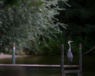 Büyük mavi balıkçıl Meksika Körfezi tarafından iskelede tam vücut görüntü