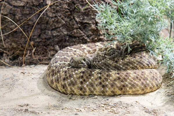 Serpiente de cascabel Diamondback occidental — Foto de Stock