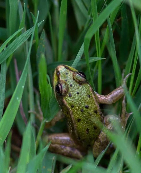 Una rana comestible verde, también conocida como la rana común del agua, se sienta en una piedra. Las ranas comestibles son híbridos de ranas de la piscina y ranas del pantano . — Foto de Stock
