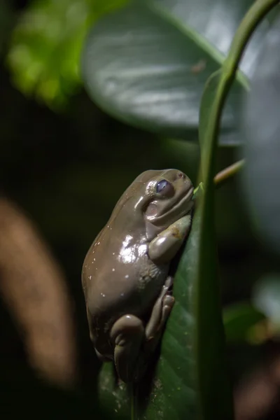 Grenouille blanche assise sur une branche avec un accent sur l'œil — Photo