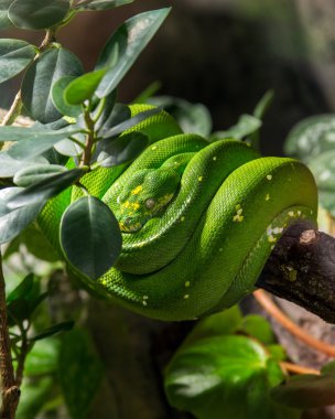 Yeşil ağaç python dal