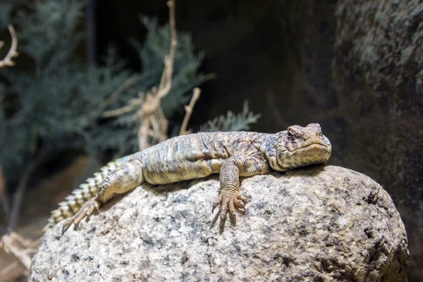 남쪽 아라비아 가시 꼬리 도마뱀 Uromastyx yemenensis, 예멘 — 스톡 사진