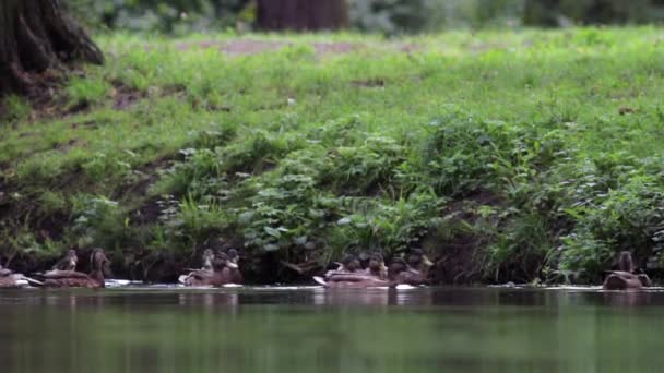 연못에서 오리에게 먹이를 주는 모습 — 비디오