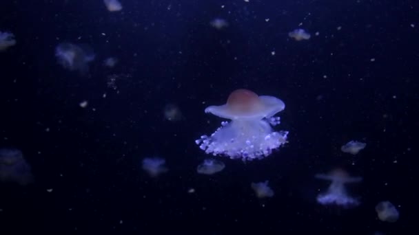 Medusas de coliflor Cephea cephea Indian Ocean, Maldivas — Vídeos de Stock