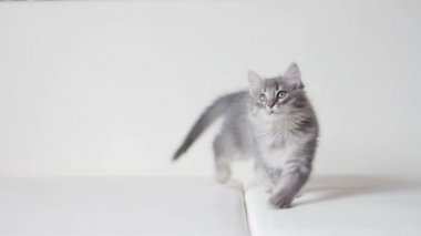 Kağıt kelebek 1 ile oynarken küçük tüylü kedi yavrusu