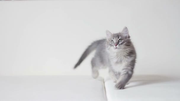 O gatinho peludo brincando com borboleta de papel 1 — Vídeo de Stock