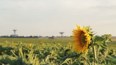 Ayçiçeği tarlası