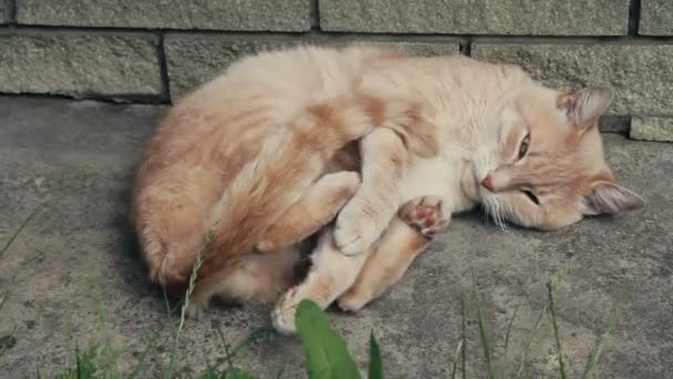 Gato durmiendo en el patio — Vídeo de stock