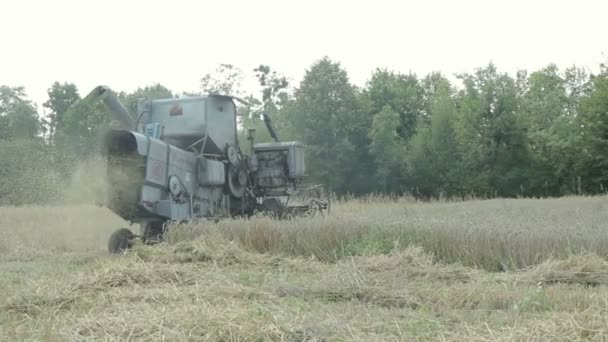 Combineren van verzamelt tarwe — Stockvideo