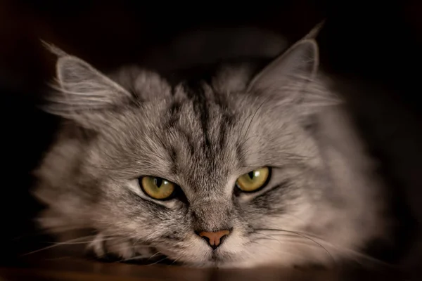 Närbild Porträtt Grå Neva Maskerad Silver Chinchilla Katt Med Gula — Stockfoto