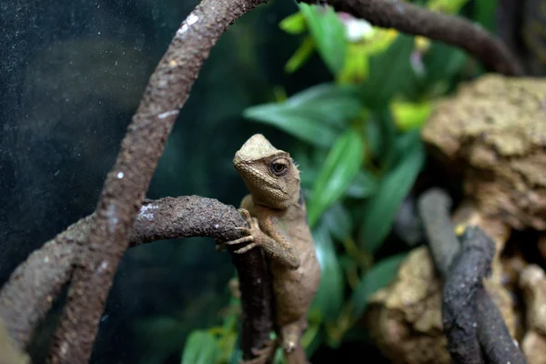 Çin su ejderha (physignathus cocincinus)