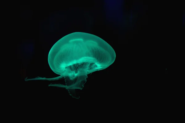 Ay denizanası (Aurelia aurita)