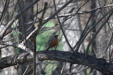 Amerikalı Robin (turdus migratorius)