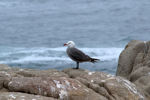 Mouette de Heermann (Larus heermanni) ) — Photo