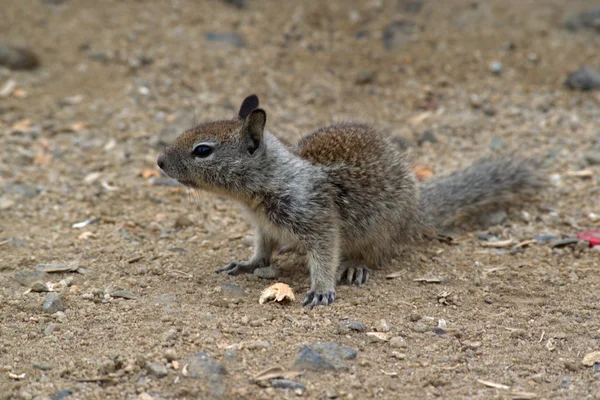 Каліфорнійська земляна білка (otospermophilus beecheyi) — стокове фото